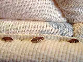 Bed Bugs